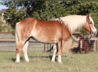 Haflinger, Jument, 11 Ans, Palomino