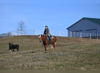 Haflinger, Jument, 12 Ans, 135 cm, Alezan brûlé