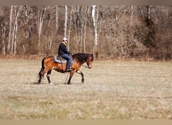 Haflinger, Jument, 12 Ans, 142 cm, Buckskin