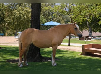 Haflinger, Jument, 12 Ans, 142 cm, Palomino