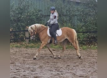 Haflinger, Jument, 12 Ans, 145 cm, Alezan
