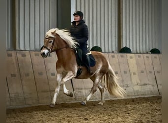 Haflinger, Jument, 12 Ans, 145 cm, Alezan