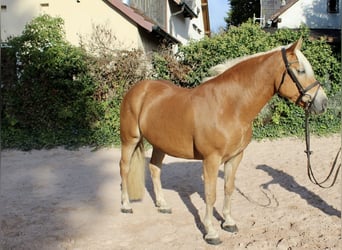 Haflinger, Jument, 12 Ans, 145 cm, Alezan