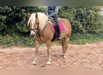 Haflinger, Jument, 12 Ans, 145 cm, Alezan