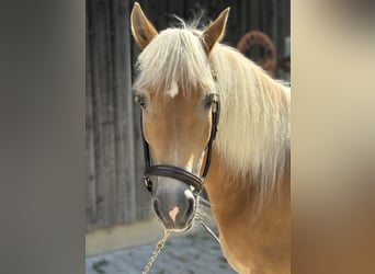 Haflinger, Jument, 12 Ans, 150 cm, Alezan