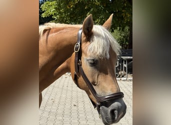 Haflinger, Jument, 12 Ans, 150 cm, Alezan