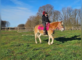 Haflinger, Jument, 12 Ans, 150 cm, Alezan