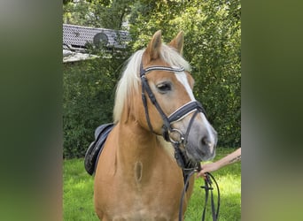 Haflinger, Jument, 12 Ans, 150 cm, Alezan