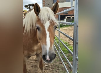 Haflinger, Jument, 12 Ans, 150 cm, Alezan