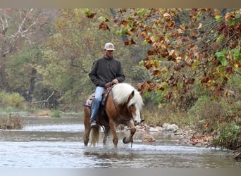 Haflinger, Jument, 13 Ans, 145 cm, Alezan brûlé