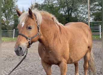 Haflinger, Jument, 13 Ans, 147 cm, Alezan