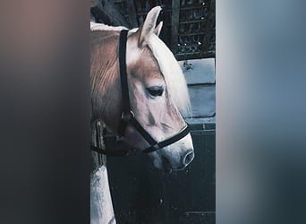 Haflinger, Jument, 13 Ans, 147 cm