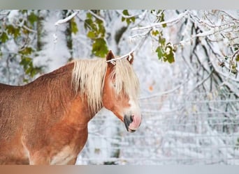 Haflinger, Jument, 13 Ans, 148 cm, Alezan