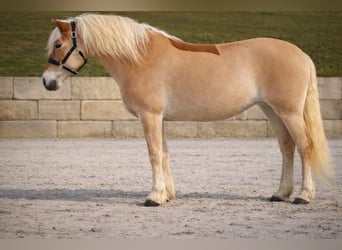 Haflinger, Jument, 13 Ans, 153 cm, Alezan