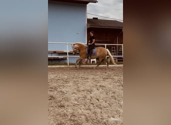 Haflinger, Jument, 13 Ans, 155 cm