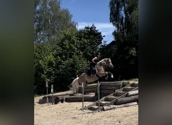 Haflinger, Jument, 13 Ans, 155 cm