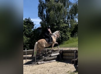 Haflinger, Jument, 13 Ans, 155 cm