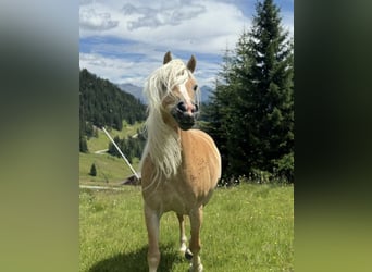Haflinger, Jument, 13 Ans, 155 cm