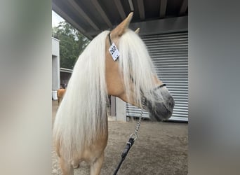 Haflinger, Jument, 13 Ans, 155 cm