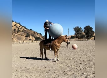 Haflinger, Jument, 13 Ans, Alezan brûlé