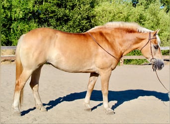 Haflinger, Jument, 13 Ans, Alezan brûlé