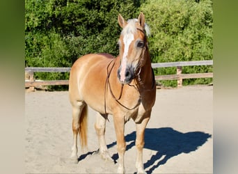 Haflinger, Jument, 13 Ans, Alezan brûlé