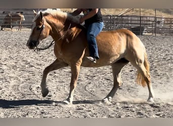 Haflinger, Jument, 13 Ans, Alezan brûlé