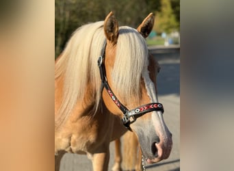 Haflinger, Jument, 13 Ans, Alezan