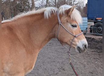 Haflinger, Jument, 14 Ans, 150 cm, Alezan