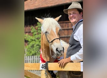 Haflinger, Jument, 14 Ans, 150 cm, Alezan