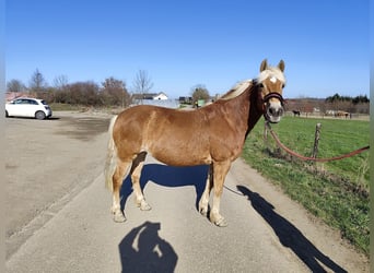 Haflinger, Jument, 14 Ans, 153 cm, Alezan brûlé