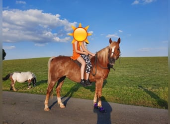 Haflinger Croisé, Jument, 15 Ans, 150 cm, Alezan brûlé