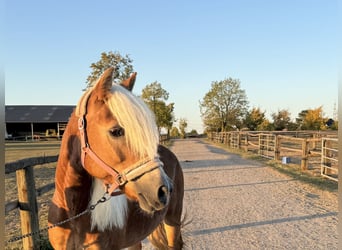 Haflinger, Jument, 15 Ans, 152 cm