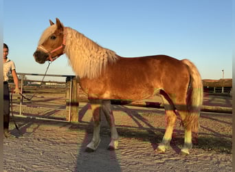 Haflinger, Jument, 15 Ans, 152 cm