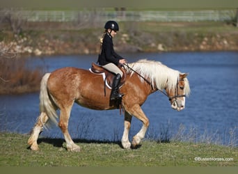 Haflinger, Jument, 15 Ans, Alezan cuivré