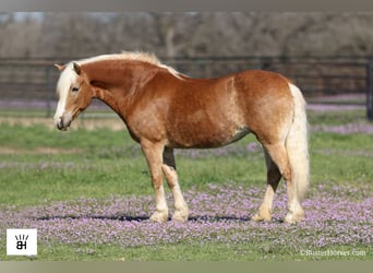 Haflinger, Jument, 15 Ans, Alezan cuivré