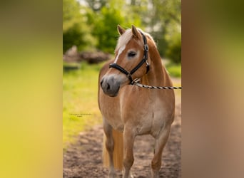 Haflinger, Jument, 16 Ans, 145 cm, Alezan