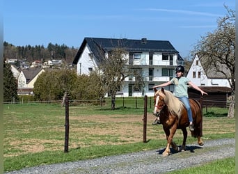 Haflinger, Jument, 16 Ans, 146 cm, Alezan