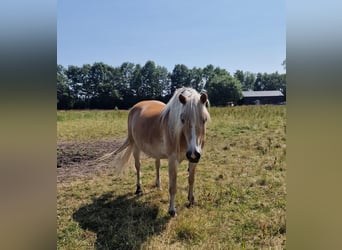 Haflinger, Jument, 16 Ans, 148 cm, Alezan