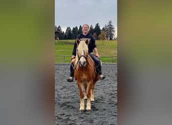 Haflinger, Jument, 16 Ans, 150 cm, Champagne