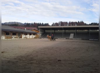 Haflinger, Jument, 17 Ans, 148 cm