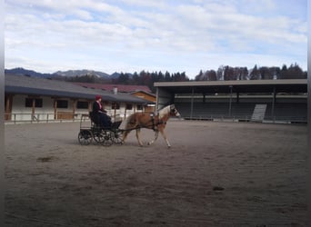 Haflinger, Jument, 17 Ans, 148 cm
