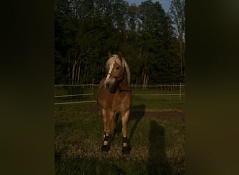 Haflinger, Jument, 17 Ans, 150 cm, Alezan