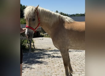 Haflinger, Jument, 18 Ans, 150 cm, Bai clair