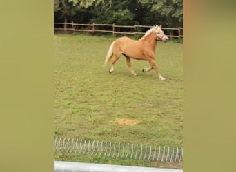 Haflinger, Jument, 19 Ans, 152 cm, Alezan