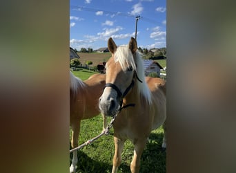 Haflinger, Jument, 1 Année, 130 cm, Alezan
