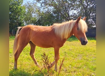 Haflinger Croisé, Jument, 1 Année, 130 cm, Alezan