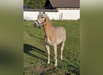 Haflinger, Jument, 1 Année, 145 cm, Alezan