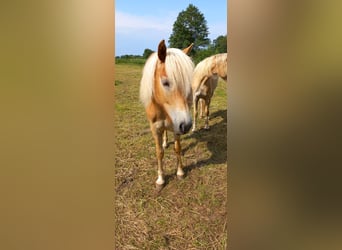 Haflinger, Jument, 1 Année, 146 cm, Bai