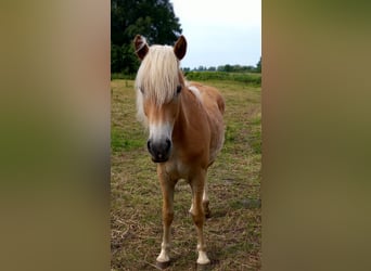 Haflinger, Jument, 1 Année, 146 cm, Bai